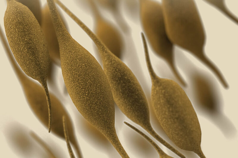 Mycoplasma genitalium bacteria